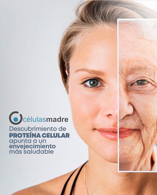 celulasmadrela's tweet photo. Investigadores de la Universidad de Queensland han encontrado una función antienvejecimiento en una proteína que se encuentra en lo profundo de las células humanas.
🧪
El profesor asociado Steven Zuryn y el Dr. Michael Dai del Queensland Brain ...
👇🏼
https://t.co/TV6SgC8lTM https://t.co/CymbdXanf6