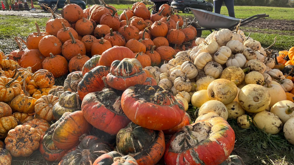 Looking forward to collecting the surplus nutritious pumpkins and squash from <a href="/Newtonfarmfoods/">Newtonfarmfoods</a> Pumpkin Patch after Hallowe'en. We had so much fun last year - and so many affordable food projects benefited!