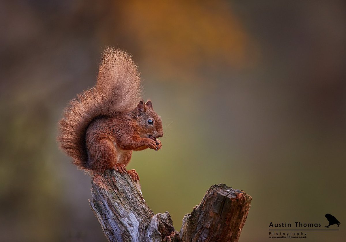 Austin Thomas (@austintphoto) on Twitter photo It’s that time of the year when the colours go dreamy and the Red squirrels are active.
Everyone loves a squizzer 🧡 🐿️
Enjoy your evenings…
<a href="/CanonUKandIE/">Canon UK and Ireland</a> #redsquirrel #cairngorms It’s that time of the year when the colours go dreamy and the Red squirrels are active.
Everyone loves a squizzer 🧡 🐿️
Enjoy your evenings…
<a href="/CanonUKandIE/">Canon UK and Ireland</a> #redsquirrel #cairngorms