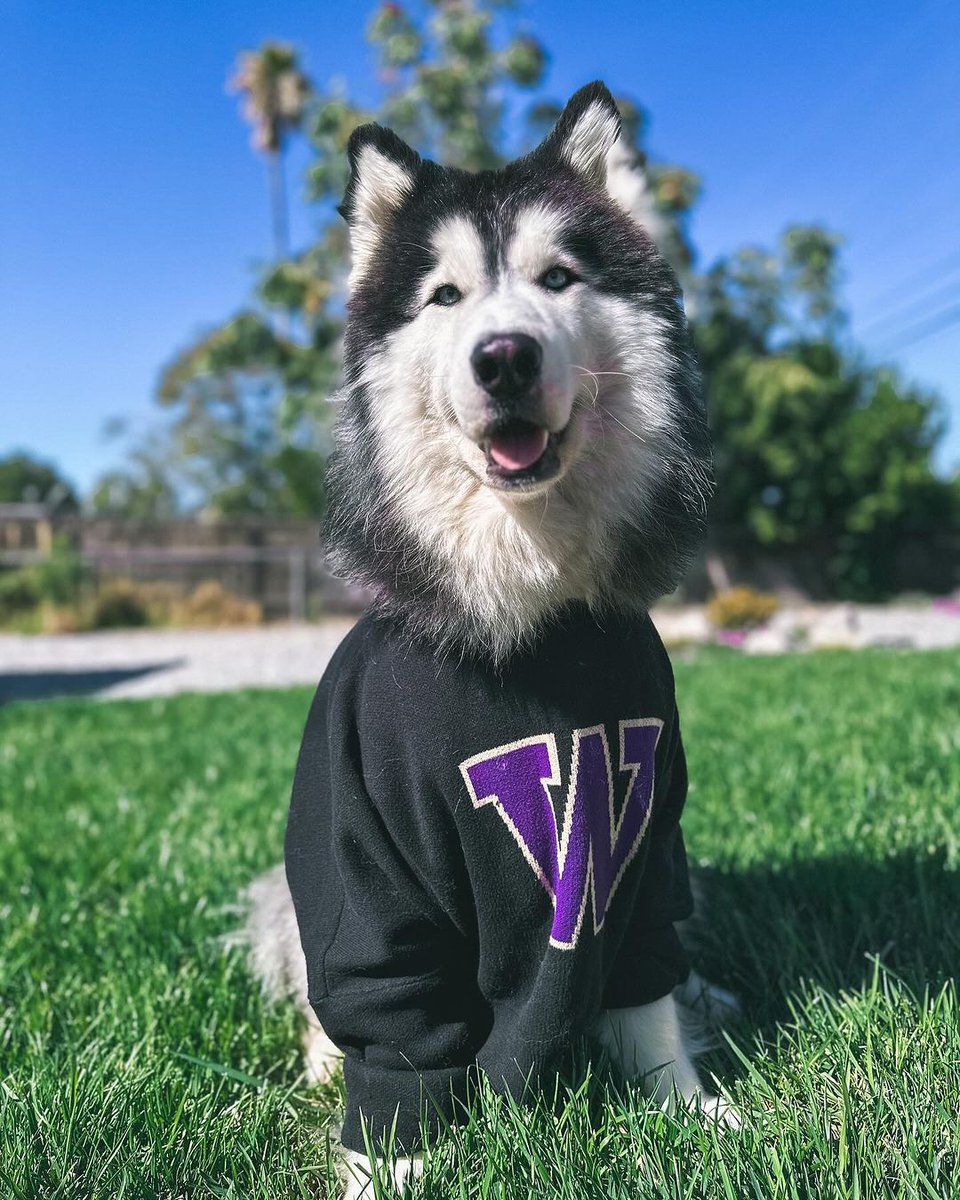 HuskyLoverCommu's tweet photo. #husky #dog https://t.co/1lf2pYpLnq