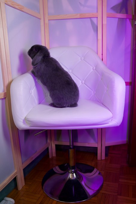 Why does it look like my bunny is posing for his OnlyBuns photoshoot? XD  Those are some good poses tho