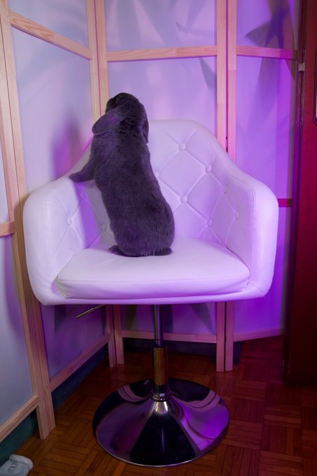 Why does it look like my bunny is posing for his OnlyBuns photoshoot? XD  Those are some good poses tho