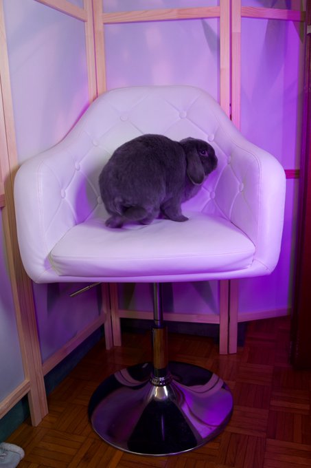 Why does it look like my bunny is posing for his OnlyBuns photoshoot? XD  Those are some good poses tho