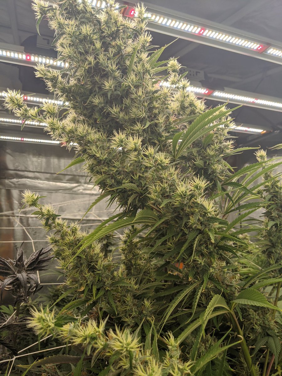 fueledbyfungi's tweet photo. Dr. Grinspoon heirloom sativa. had no idea what I was getting myself into growing this indoors. a little over halfway done in this pic and did 16 weeks of flowering. #cannabis #sativa #CannabisCommunity #weedmob #gorillagrowtent #barneysfarm #teambarneys #CannaLand #growyourown https://t.co/CnjSemH3Ee
