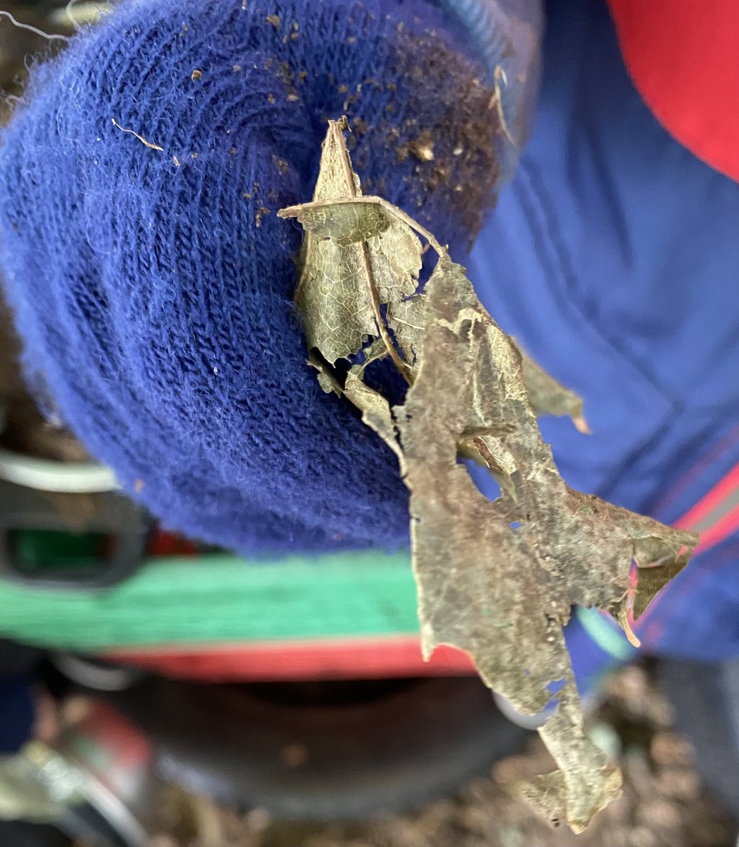 johnsonfamadv's tweet photo. Day 4 of the #KinderBioBlitz invites students to make connections: “This ladybug is shaped like a seed”, “This wood chip is a rectangle”, A dry leaf looks like rotting wood”, “I’m making a cake!” https://t.co/xxP7xVBTJo