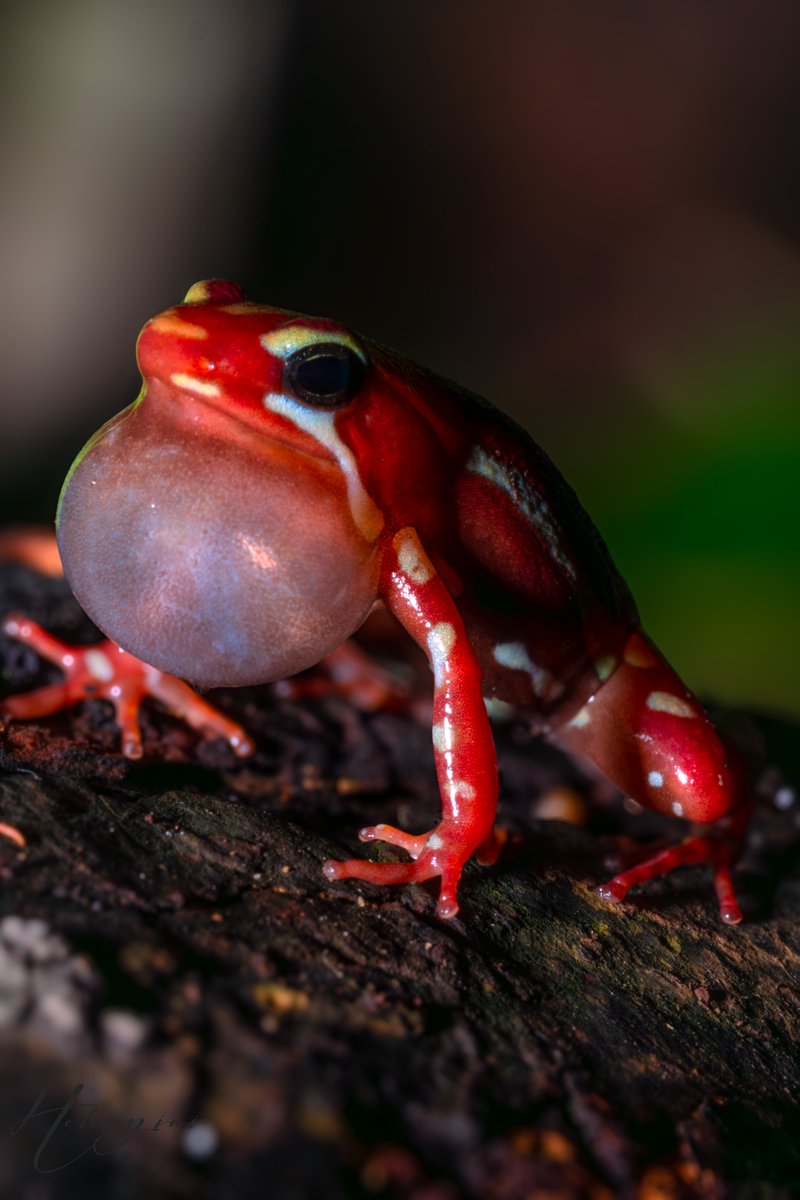 The phantasmal poison frog🐸,Grateful for the 1K followers! Your support means a lot. #NaturePhotography  #poison #frogs  #WildlifeCapture #photography  #photo  #naturelover #1kto10k