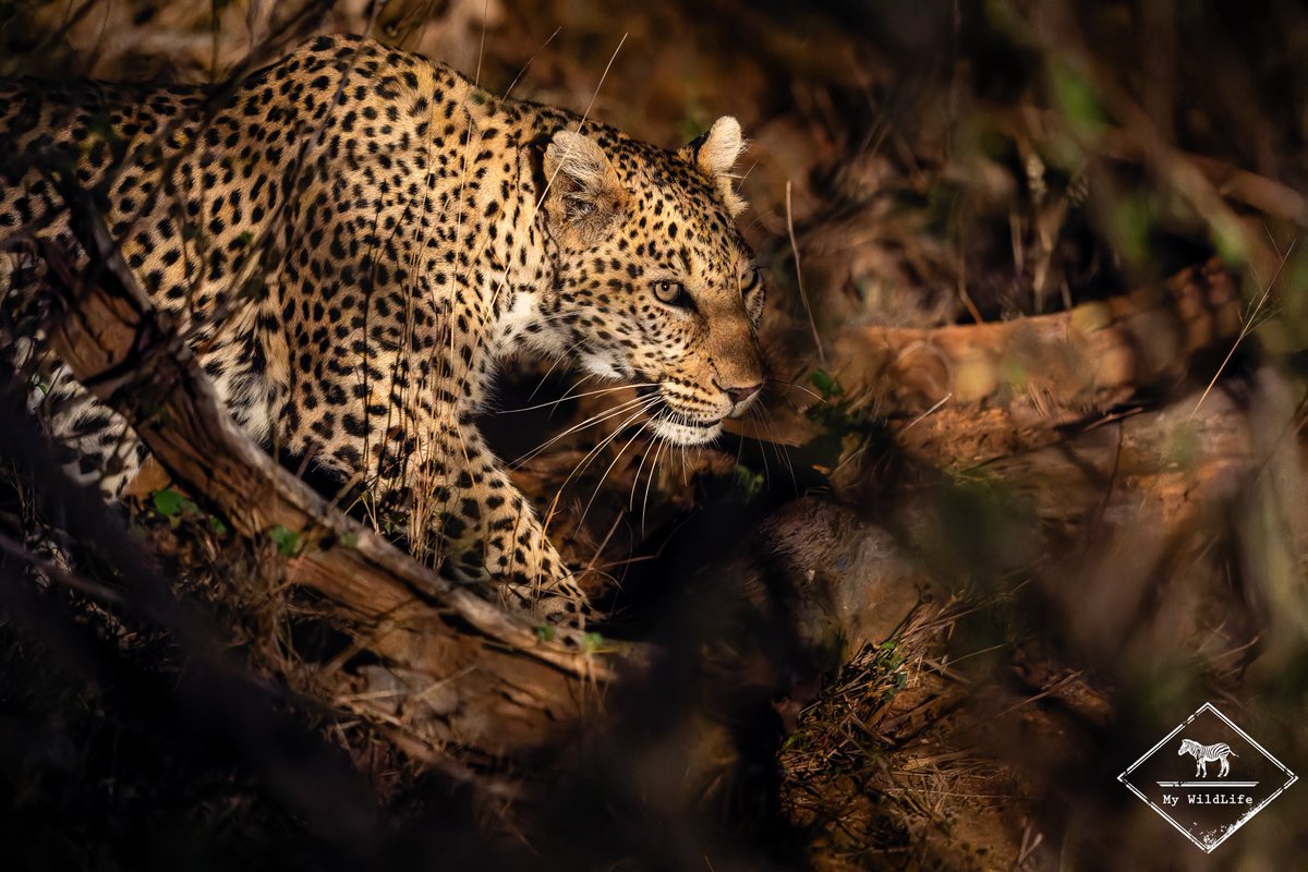 Le fantôme du bush sud-africain… il y a quelques jours lors du voyage photo que j’accompagnais pour Objectif Nature

Je poursuis mon voyage au Zimbabwé où je suis arrivé pour une nouvelle aventure mais pour l’instant sans les bagages 😆

📷 Sony a7IV + 400 mm F2.8 <a href="/SonyFrance/">Sony France</a>