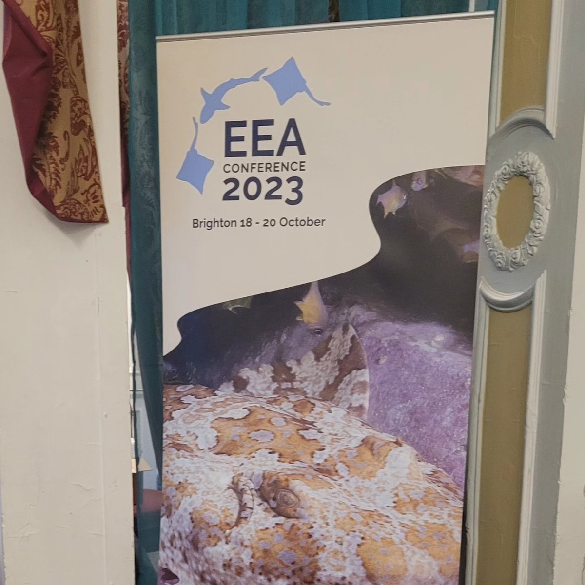 I am attending the #EEA2023 as part of the <a href="/sharklab_malta/">Sharklab Malta</a> crew!! This is my first conference and has been phenomenal. I'm meeting so many wonderful people and learning loads. Thank you to <a href="/SharkTrustUK/">The Shark Trust</a> and EEA for this event! Roll on tonight and tomorrow!!
📸 <a href="/Michael_Paris_/">Michael Paris</a>
