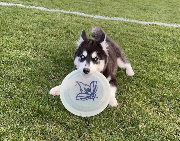 Columbia Fireflies tweet media