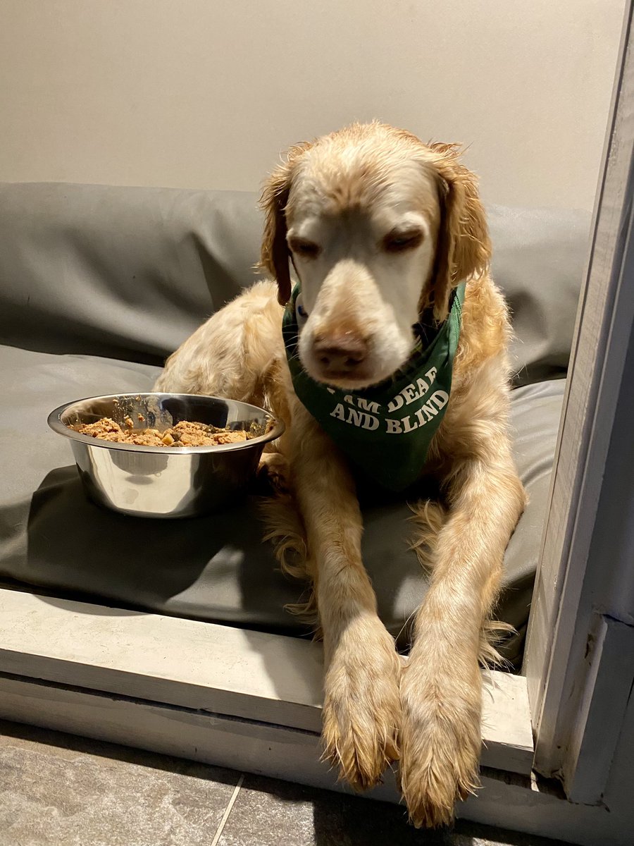 SpanielsSuper's tweet image. Tea in bed for the patient 
#BraveBoy
#TakingItEasy
#PoorRonnie
#BadBack