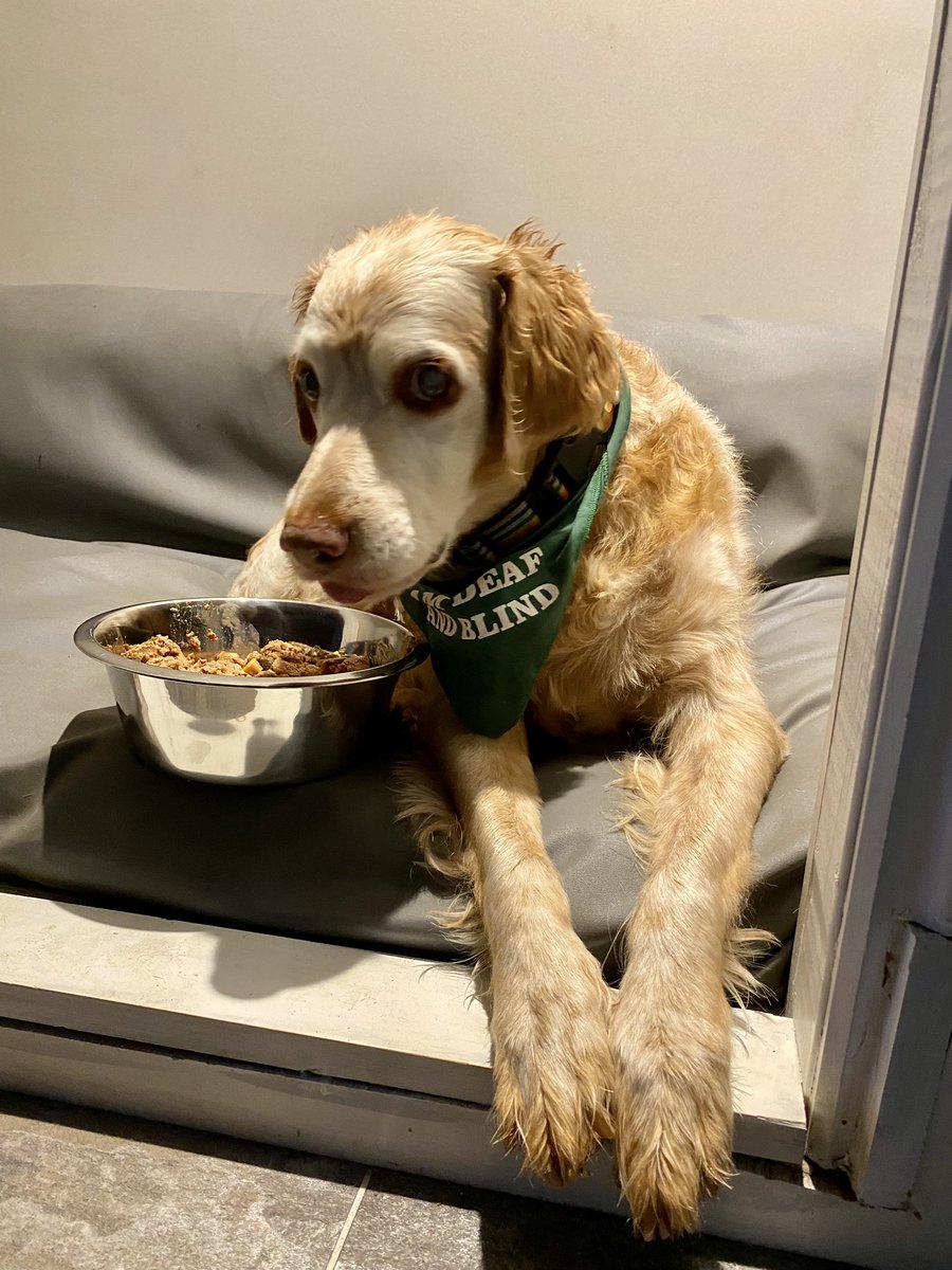 SpanielsSuper's tweet image. Tea in bed for the patient 
#BraveBoy
#TakingItEasy
#PoorRonnie
#BadBack