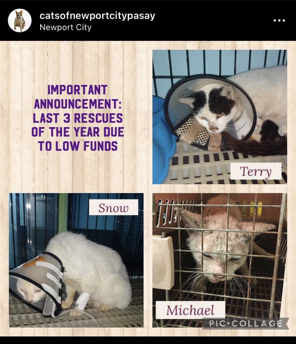 WTS LFB NCT MERCH PH

SALE FOR A CAUSE
- all of the money that will be collected from the sale will be donated to Cats of Newport to help them with the bills of their rescued cats 🥺 

Dm or reply if buying 🫶🏻

Help rt, Thank you and God Bless 🙏