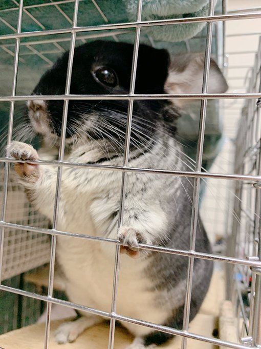 #ハートを付けたらより一層かわいいぜ選手権 ⠀⠀⠀⢀⣤⣄
⠀⠀⠀⠀⠀⠀⢰⣿⣿⣿⣿⡆⣠⣶⣿⣶⡀
⠀⠀⠀⠀⠀⠀⢸⣿⣿⣿⣿⣿⣿⣿⣿⣿⣿
⠀⠀⠀⠀⠀⠀⠀⣿⣿⣿⣿⣿⣿⣿⣿⣿⠏
⠀⠀⠀⠀⠀⠀⠀⠈⣿⣿⣿⣿⣿⣿⣿⠋
⠀⠀⠀⠀⣾⣿⣿⣧⠀⠻⣿⣿⠿⠉ 
⣰⣿⣿⣿⣿⣿⣿⣿ 
⠸⣿⣿⣿⣿⣿⣿⠏
⠀⠈⠛⠿⣿⣿⡟ 