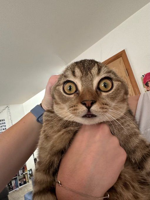 CatsHeld's tweet photo. https://t.co/eEhyedGoo5