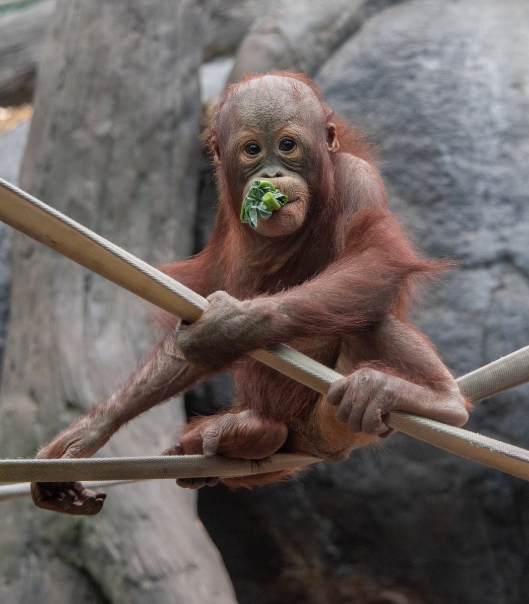 netflix⁷ tweet media