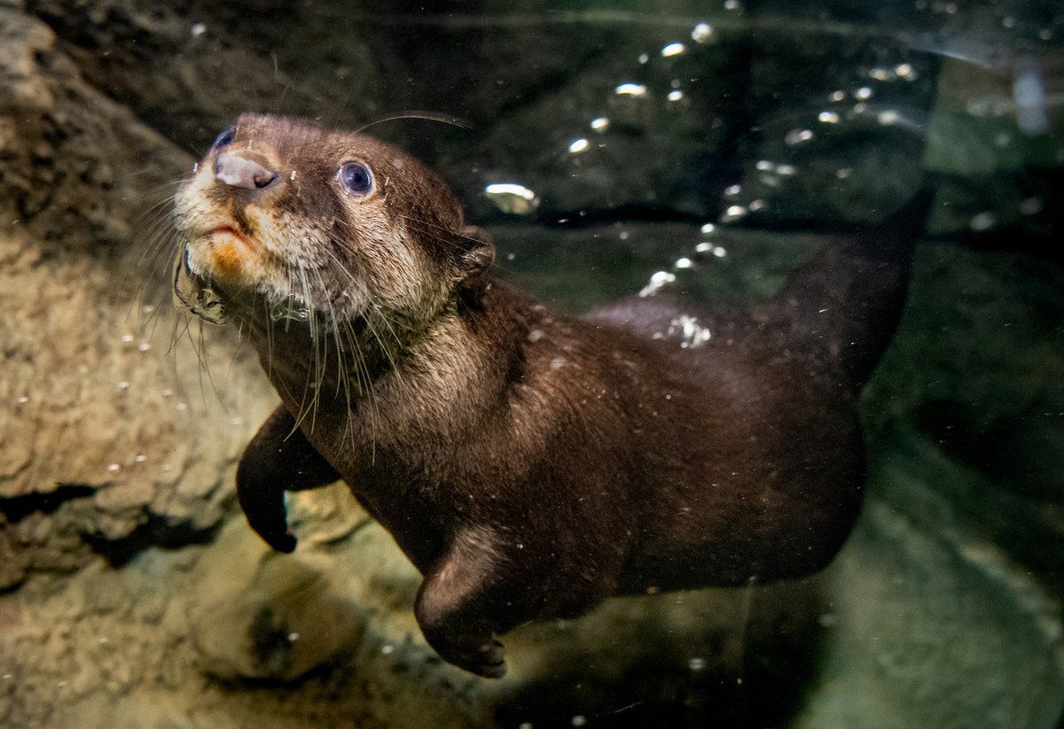 netflix⁷ tweet media