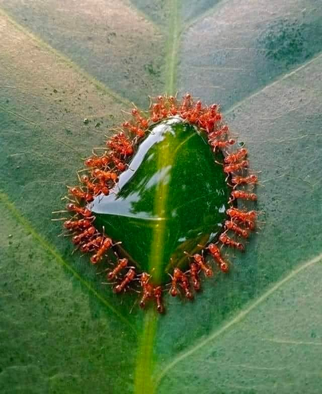 Hormigas bebiendo de una gota de agua.