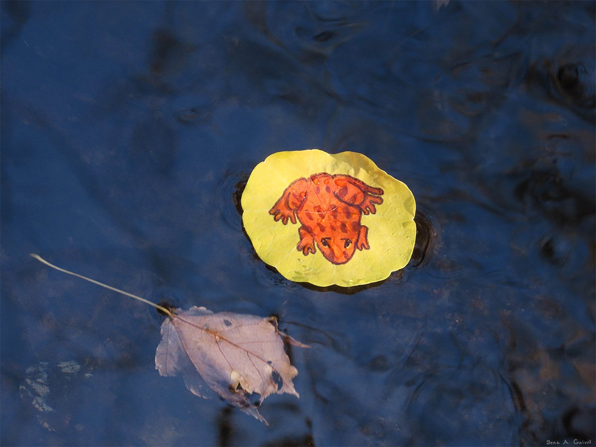 bettadazed's tweet photo. #autumn #fall #frog #froggy #leaf #leafart #leafdrawing #nasturtium Marker on a nasturtium leaf https://t.co/JU6bApB4bD
