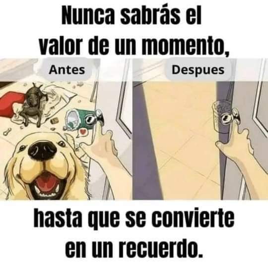 PerroUsuario's tweet image. No esperemos que ya no estén para valorar cada momento con ellos