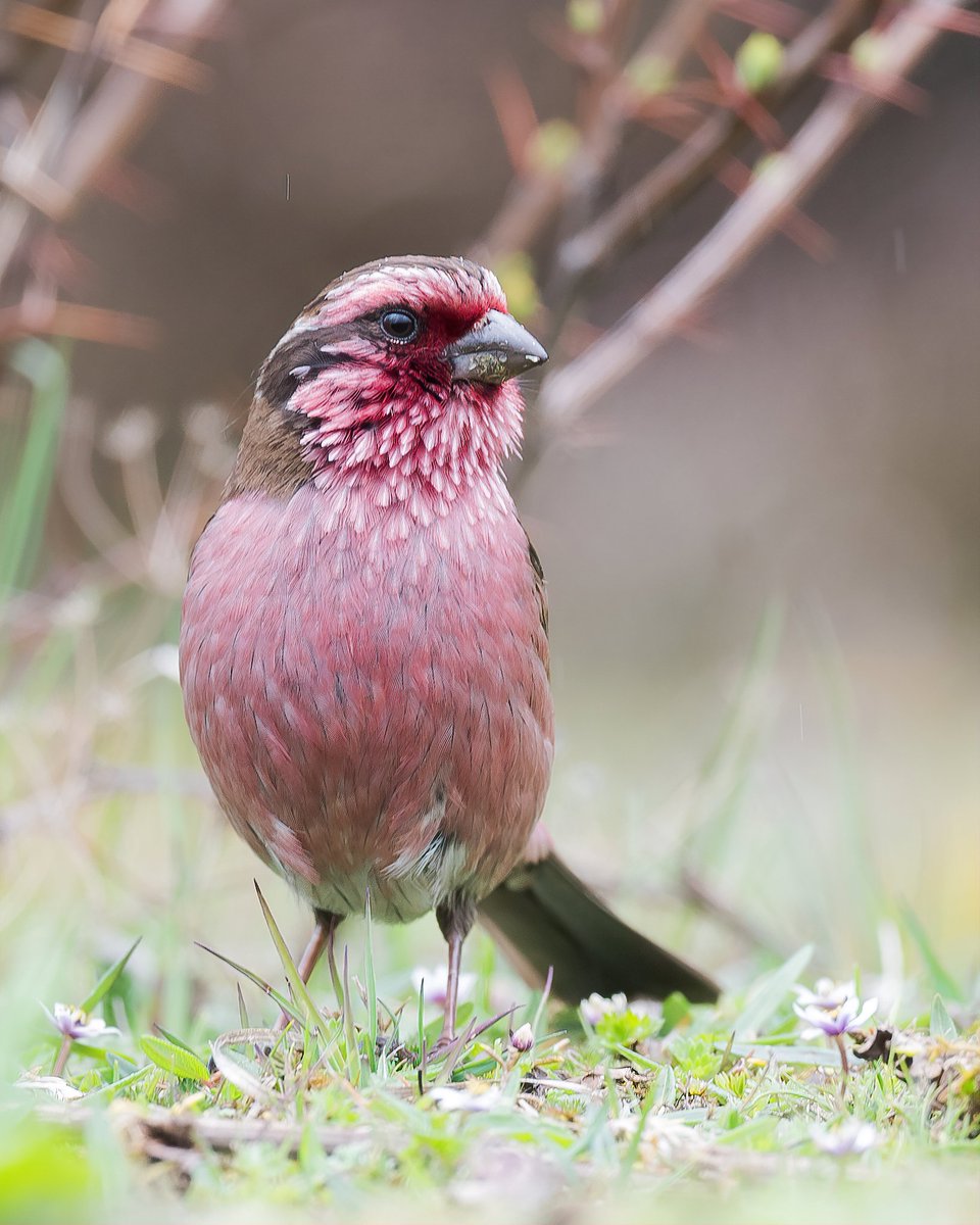 Finches are well known for their colorful plumage and melodious songs.

On #FinchFriday, Let me see your finches collection…
Do share your finches & other seed eaters.

Himalayan White-browed Rosefinch

#ThePhotoHour #IndiAves #birds #wildlife #owls #BirdsOfTwitter #photography