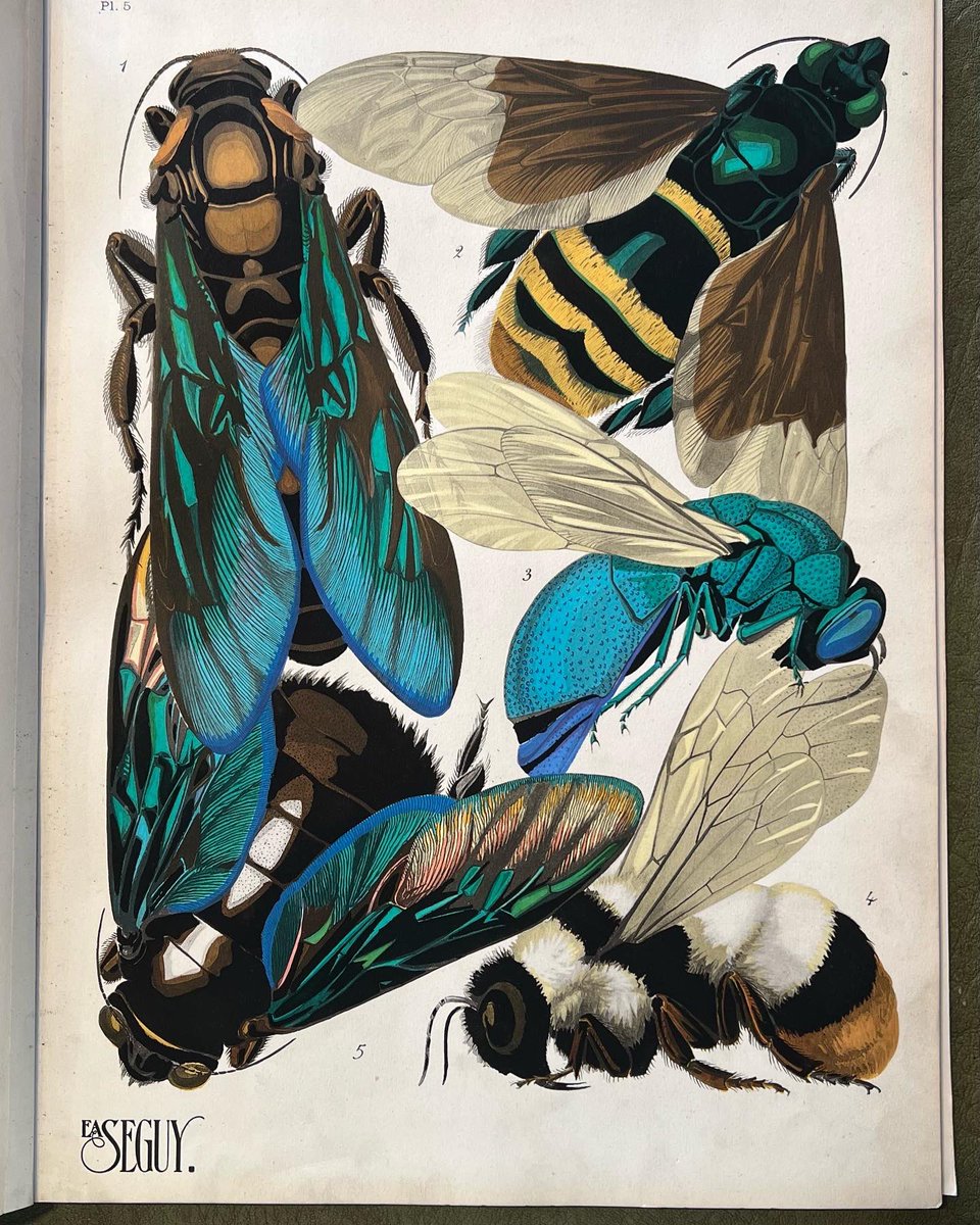 zoecooksandsews's tweet photo. Stunning image by Émile Alain Séguy from his 1924 portfolio Insectes. Recently acquired by the @whitworthart Gallery. It was part of the Calico Printers Association subscription library, which later formed part of the #ABCWax archive. #CPA #Seguy #insectes #insects #pochoir https://t.co/xF0yymcNky