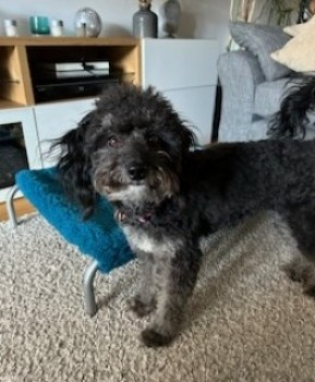 millypod1's tweet photo. 🆘18 OCT 2023 #Lost WILLOW #ScanMe 
Black Collie Cross Female
Morkery Woods, near #Stretton #Rutland #NG33
#Lincolnshire #Leicestershire 
https://t.co/GWktxLurw4 https://t.co/FiRu8pjF1t
