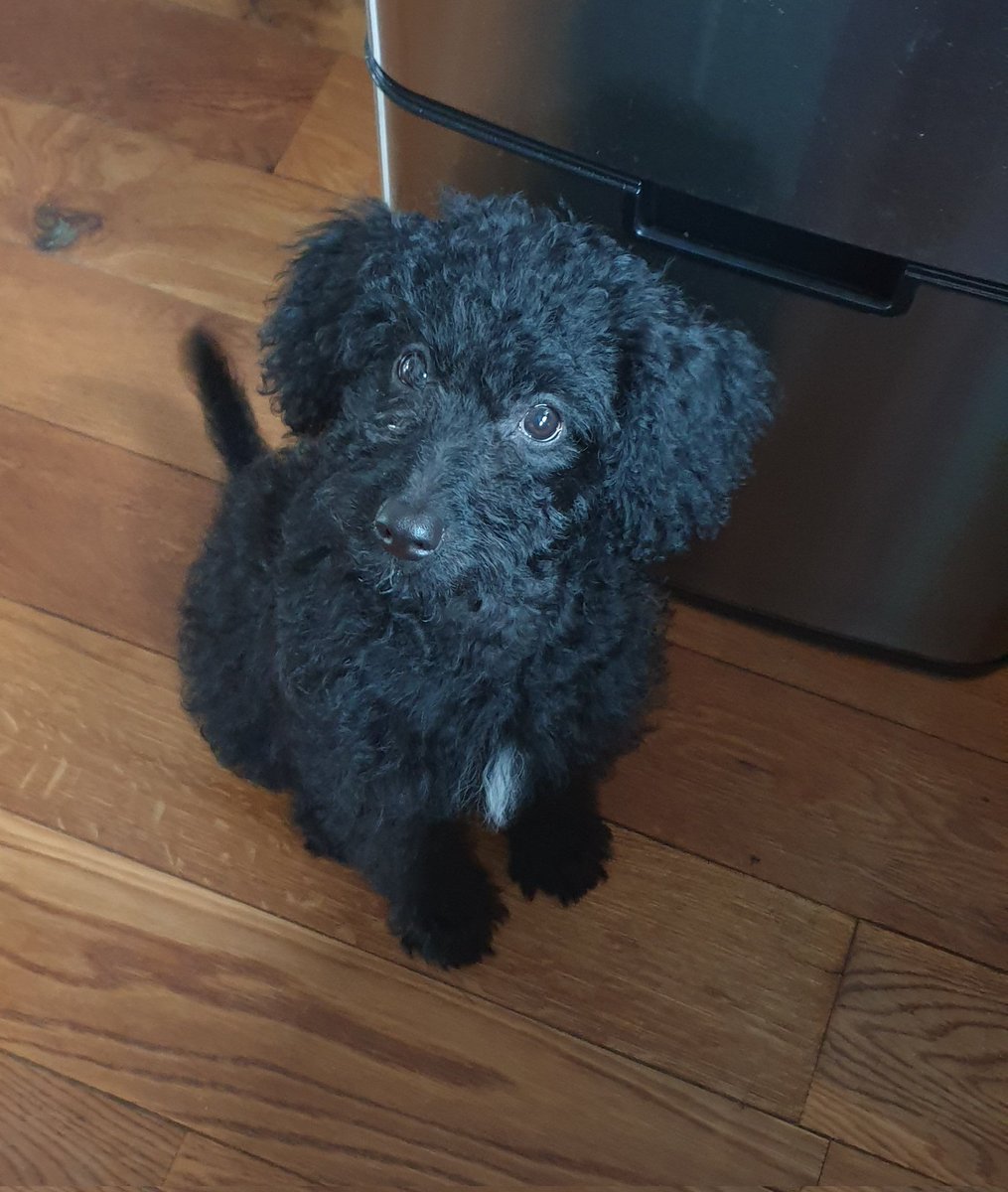 Zv_02's tweet photo. Meet my foster pup Izzy ❤ https://t.co/KMwRkhivzc