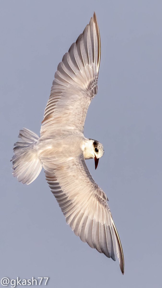 gkash77's tweet photo. Here one tern turning head for #Ternsday https://t.co/1qGNUgji7h