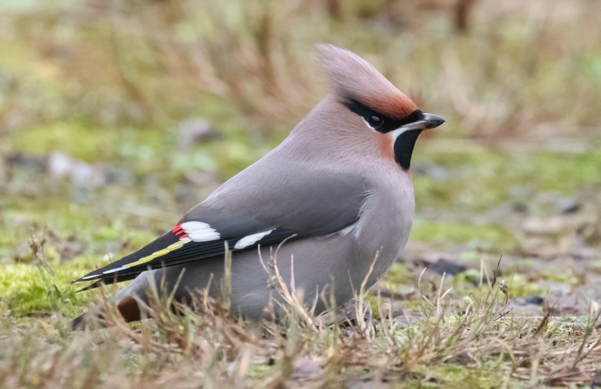 One of a handful of Waxwing taking shelter at a wild @FI_Obs today - impossible to resist taking photos of these exquisite birds!