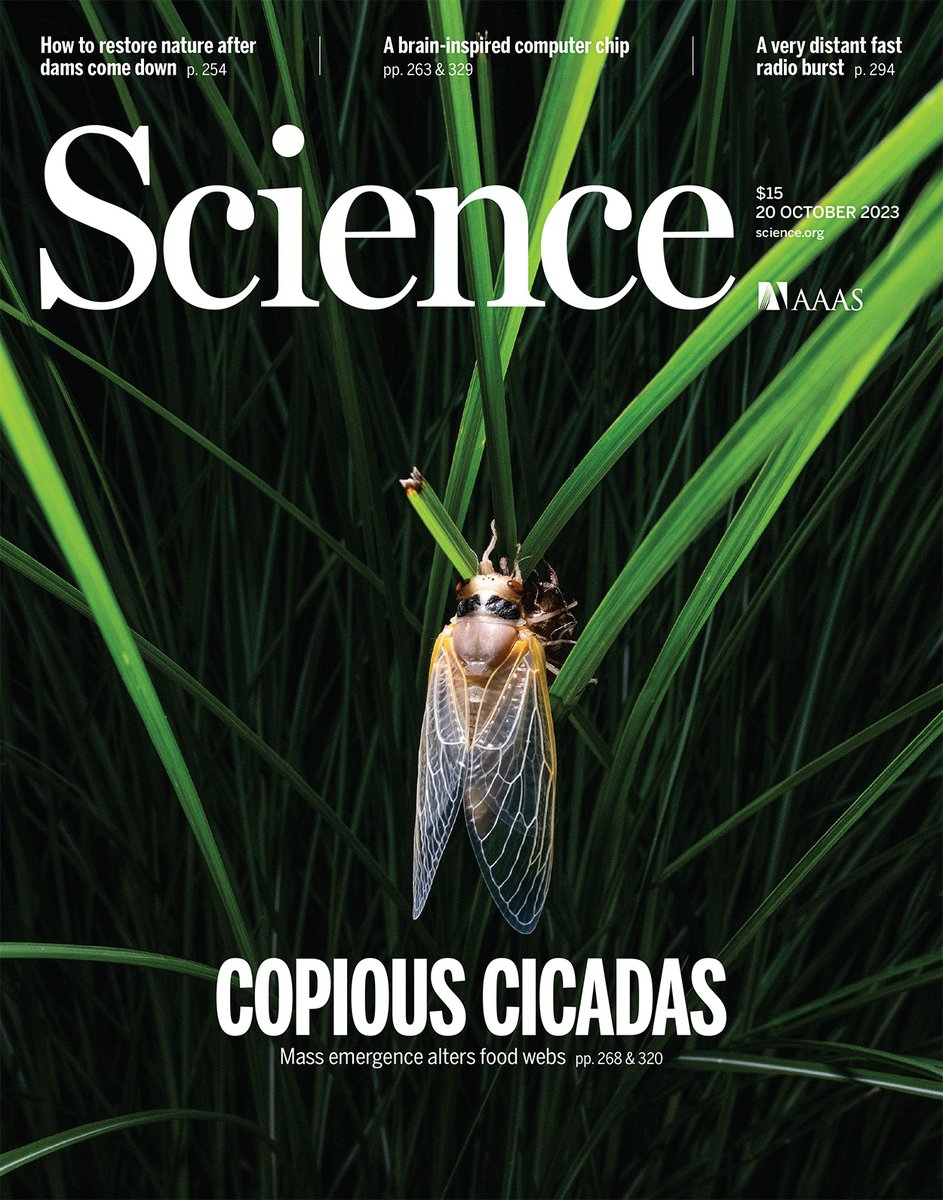 In a new study, researchers found that during the 2021 Brood X cicada emergence, many species of birds altered their diets to feed on this massive resource pulse, markedly altering the dynamics of forest food webs.

Learn more this week in Science: scim.ag/4w0