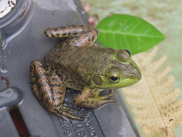 Batrachochytrium salamandrivorans (Bsal) is a deadly fungal pathogen that threatens amphibians worldwide. In a new paper @NatureComms, EcoHealth Alliance scientists find that a ban on some salamander imports reduced Bsal risk – read more at the link! nature.com/articles/s4324…