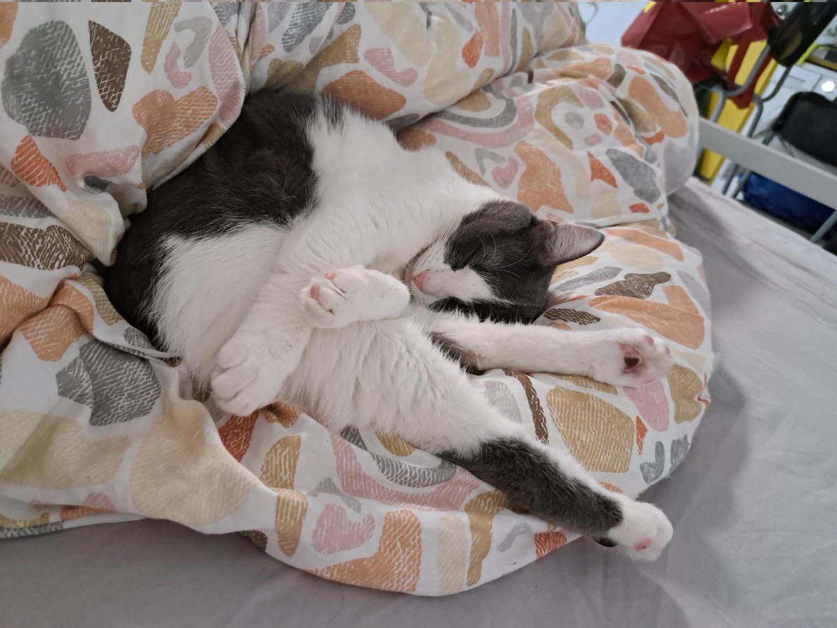 #коточетверг