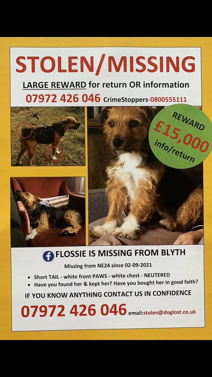 FLOSSIE 🙏
Sadly still #Missing
#Blyth #NorthEast 
2/9/2021
#Neutered #Chipped 
Female #BorderTerrierX
#ScanThatChip
#FindFlossie
#FlossieComeHome
#PetTheft #TheftByFinding 
❗️ 2 YEARS … Please Speak Out, Someone Somewhere Knows Something ❗️
@FindFlossie 
doglost.co.uk/dog-blog.php?d…