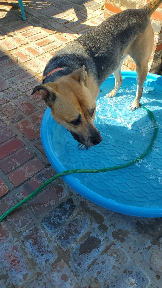 Water tastes better when you stand in it.  #helpfultips #JabbatheMutt