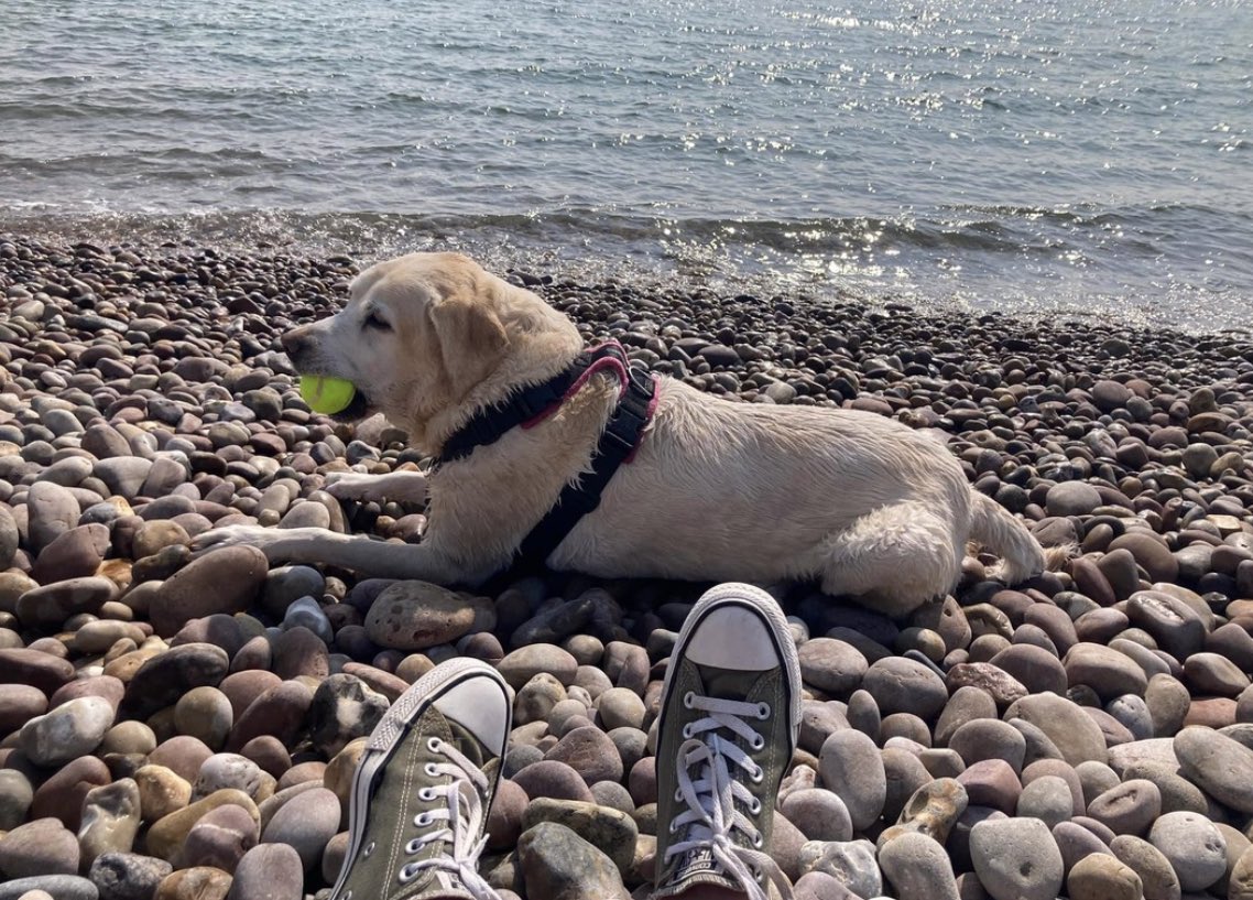 dog_nancy's tweet photo. I’m very sorry to say that we are going to have to say goodbye to Nancy on Monday. The vet saw her today and confirmed my fear that her hard swollen stomach is not good news. We have the next few days to give her love and cuddles, she has been the best dog. https://t.co/LrV3cZYuPf