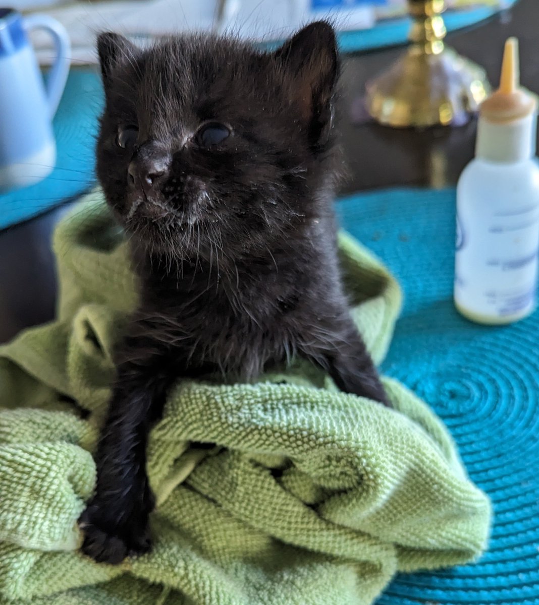 MediMint's tweet photo. My husband and I alternated feeding shifts throughout the night and baby black bean (name TBD) is settling in 🫘 Feeling a bit less panicked now that we have a night under our belt https://t.co/CxcWCb1gs8