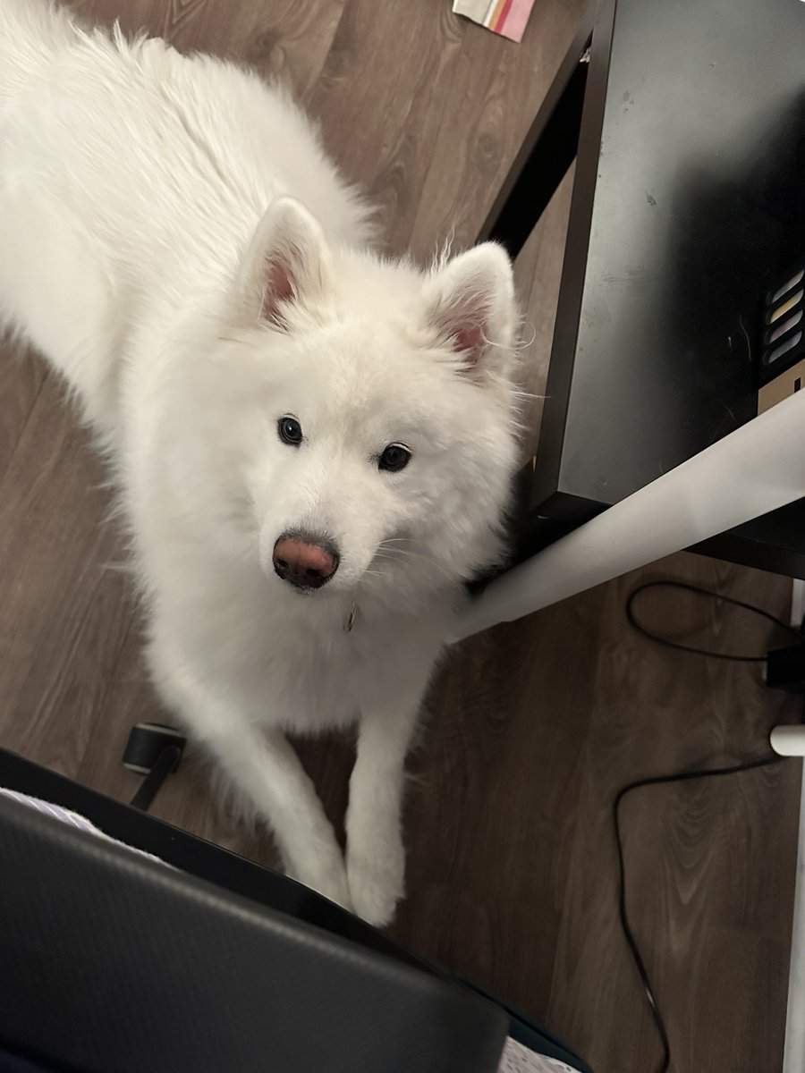 PredictableNOVA's tweet image. Anxiety is lurking around today, please share me a photo of your pet. I’ll start for one, here’s my SDiT Aspen ❤️