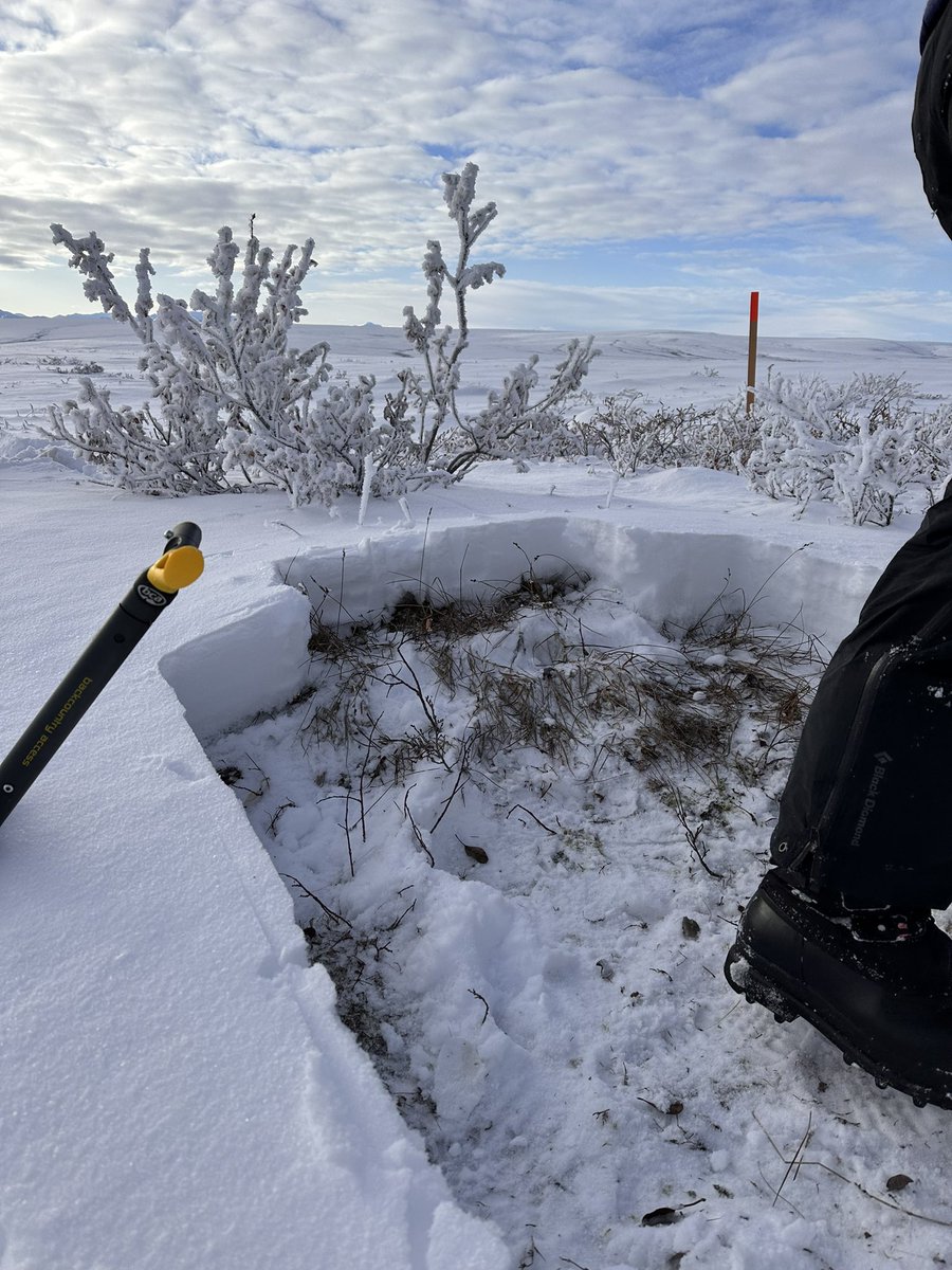 Jack Tarricone tweet media