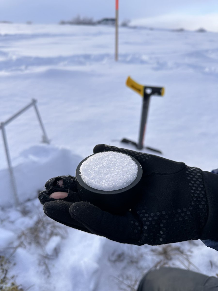 Jack Tarricone tweet media