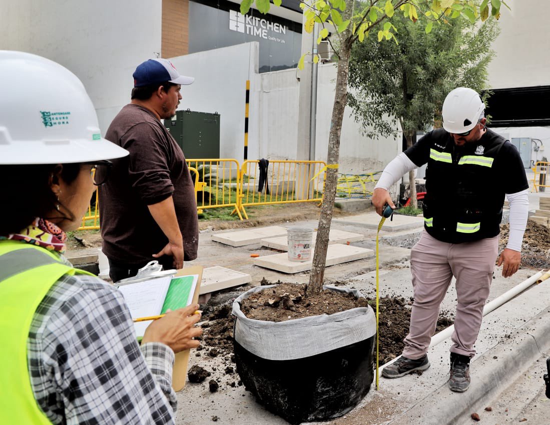 SanPedroNL's tweet photo. ¡Llegan los primeros árboles encinos robles de la región a las calles del renovado #DistritoCentroValle! 🌳🌳🌳

Estos árboles soportan los extremos del clima local y necesitan menos agua para sobrevivir.

¡Listos para darte aire limpio, sombra y reducir la temperatura! https://t.co/ldoMAZKlDy