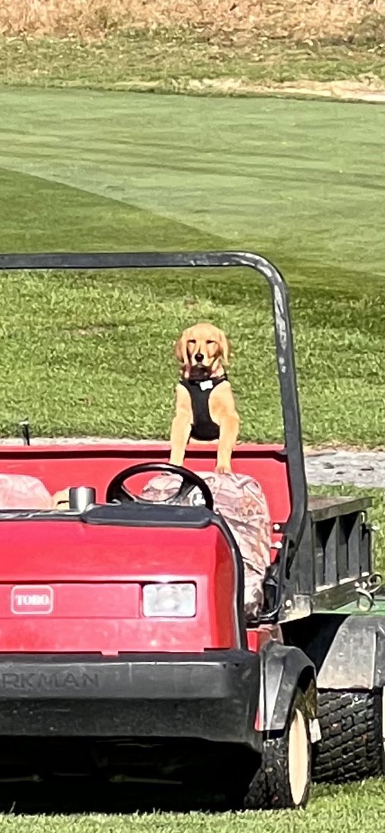 Michael Sheehan tweet media