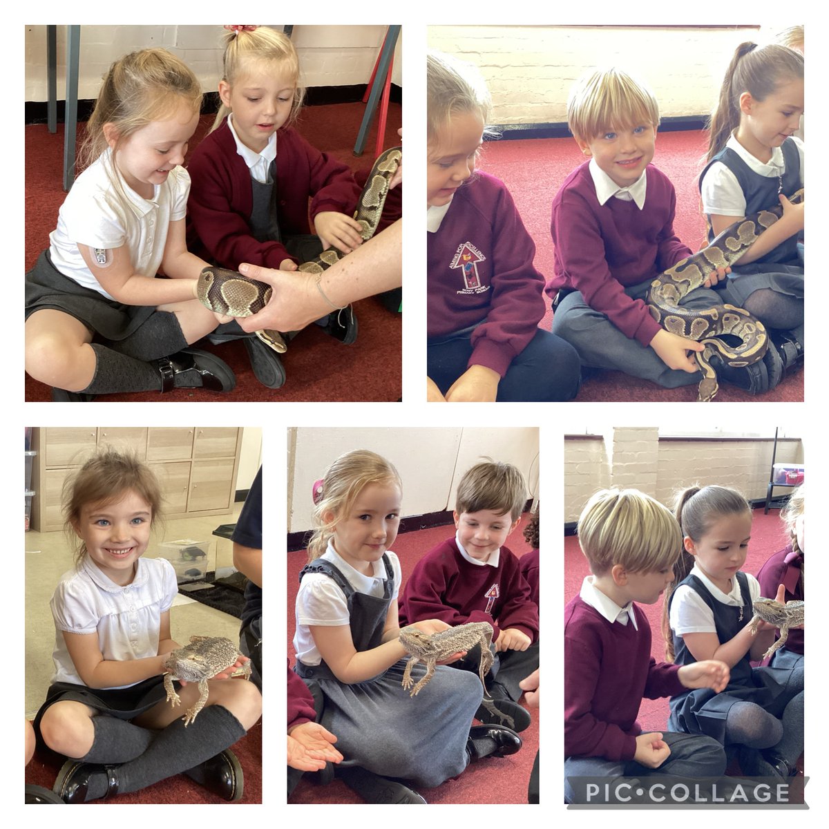Our workshop with @AnimalsTakeOver today allowed us to meet and hold some of the animals we have been learning about in science -amphibians, birds, reptiles and mammals! We spoke about their habitats, diets and sleeping habits too!🐍🦉🐸🦎🐹 #RPScience #RPEnrichment @CAHKnowsley