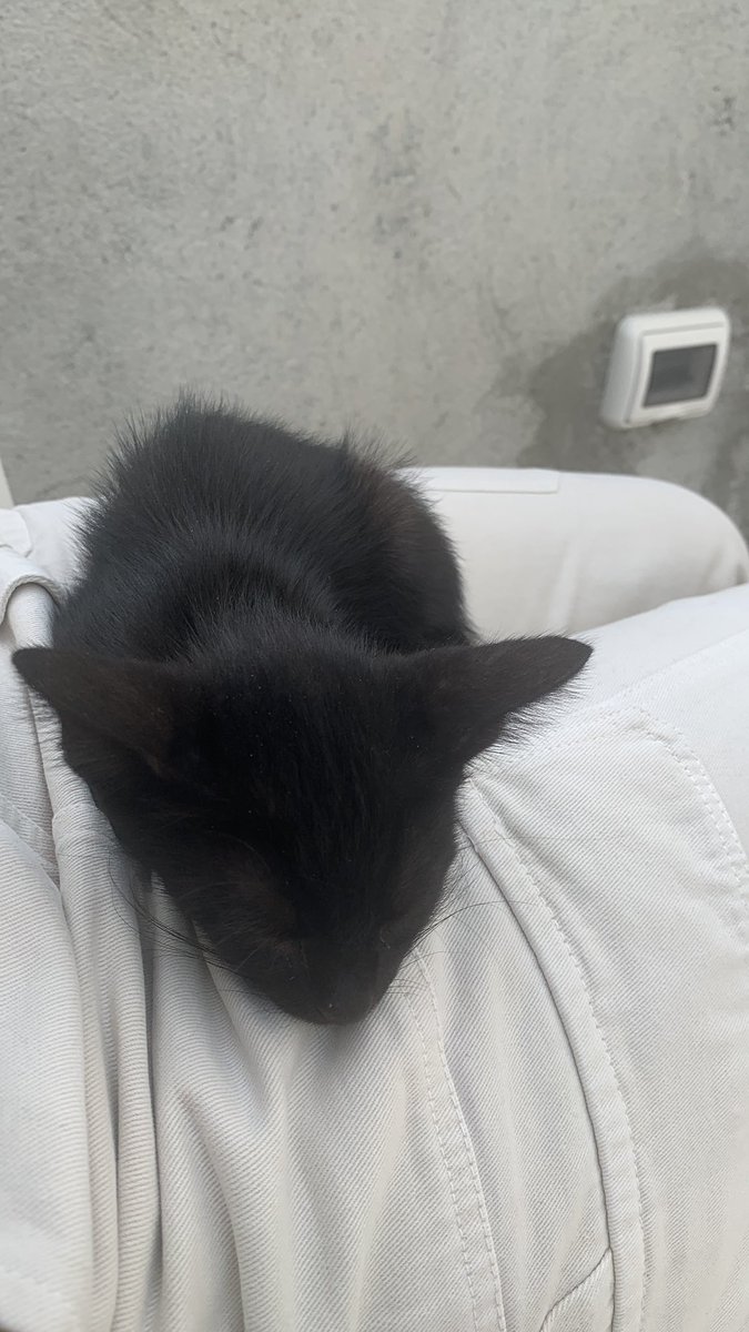Chi vuole foto del mio gatto che dormeee?!? Tutti? Ok