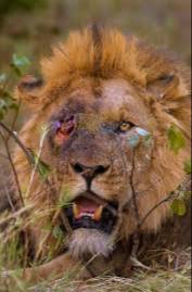 🔴اغلاق قاعدة عين الاسد الجناح الامريكي المحتل بالكامل,مع اطلاق صافرات الرعب
#طوفان_الأقصى