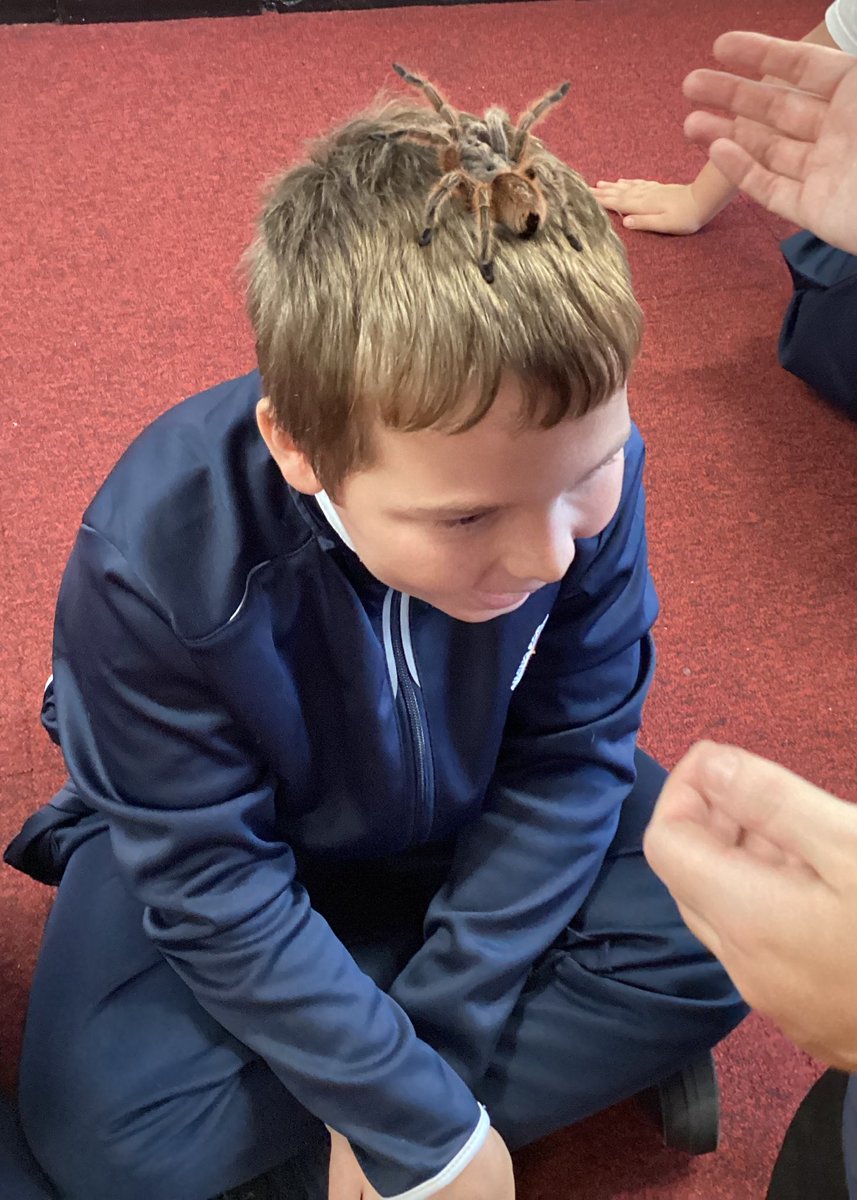 Year6RobyPark's tweet image. This morning we had a very exciting visit from @AnimalsTakeOver! Children were able to get up close and personal to a range of animals. We discussed classification and how the animals have evolved over time. 🐍🕷🐀🦉#RPEnrichment