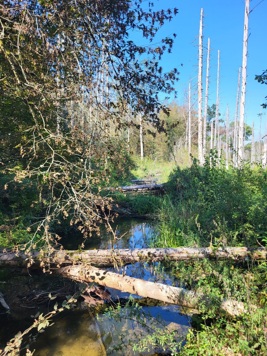 Tolle und einzigartige Stelle bei uns im #staatswaldzh.
Förster/-in im Naturschutzgebiet Thurauen 80 - 100%
live.solique.ch/KTZH/de/jobs/F…