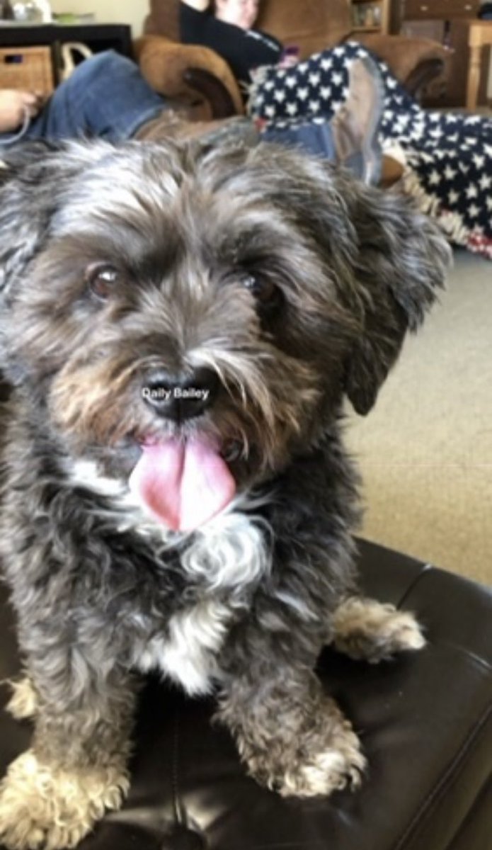 ofKapteynFarms's tweet photo. One last Daily Bailey. Thank you for being the greatest friend, an endless source of comfort, and the sweetest dog a guy could have ever asked for. Rest easy Miss Bailey. You’re missed already ❤️ https://t.co/w0WO0CK0Ft