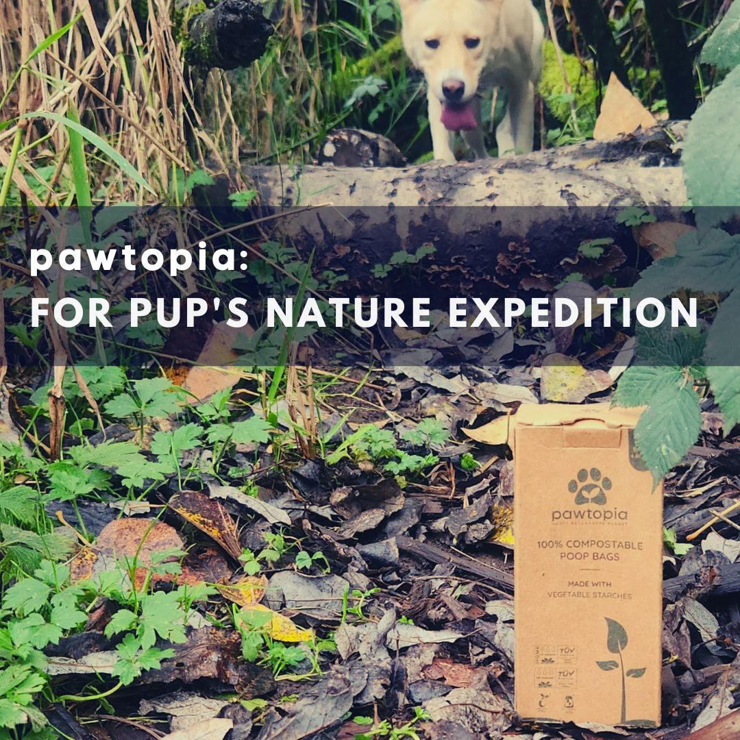 ThePawtopia's tweet photo. Venturing into the great outdoors with your pups? Don't forget to pack a box of Pawtopia bags! From managing your pups' business to tidying up any food scraps, our eco-friendly, premium-quality, and compostable poop bags are your go-to solution. Explore nature responsibly! https://t.co/PHunBhEfPn