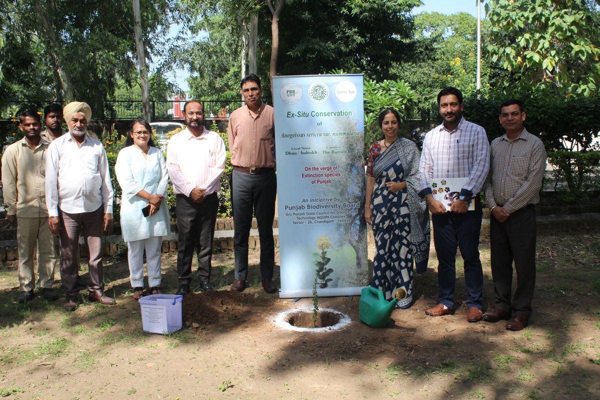 Sh. Anirudh Tewari, IAS Director General @mgsipa & @JKAroraEDPSCST, Member Secretary, PBB launched the Special Initiative of @PBB_GoP & @PSCST_GoP @PunjabGovtIndia for #exsitu #conservation of one of the #NearExtinction #TreeSpecies of #Punjab 'Anogeissus sericea var. nummularia'