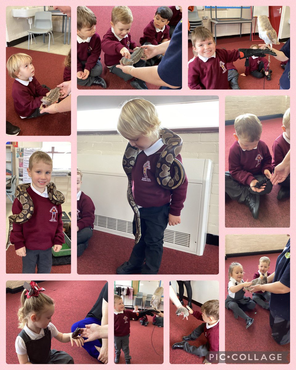 Today we had an exciting visit from @AnimalsTakeOver We had the opportunity to meet and hold some amazing animals! We met a bearded dragon, owl, mouse, frog, hedgehog, chinchilla… and even a snake! Nursery were very brave! 🐍🦉🦔🦎 #RPEnrichment #RPScience